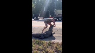 Barefoot man wrangles large alligator on busy Florida freeway - Fox News