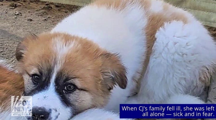 Soldado estadounidense está tratando de rescatar este dulce, cachorro indefenso del Medio Oriente: 'La familia está muy emocionada'