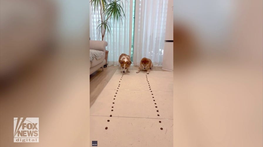 Dogs race to gobble up a row of treats in cute new video