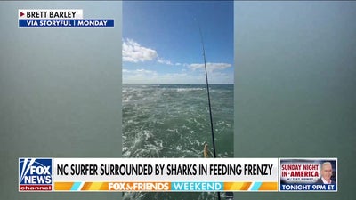Pro surfer reveals how he kept his cool amid shark feeding frenzy