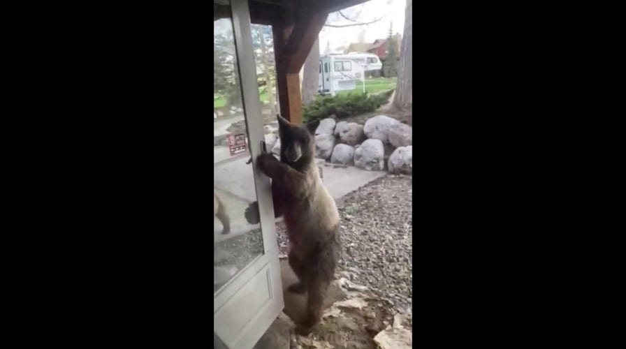 Young bear opens door at Colorado home