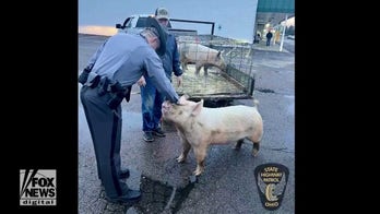 Loose pig goes ‘hog wild’ as Ohio troopers wrangle the animal into custody