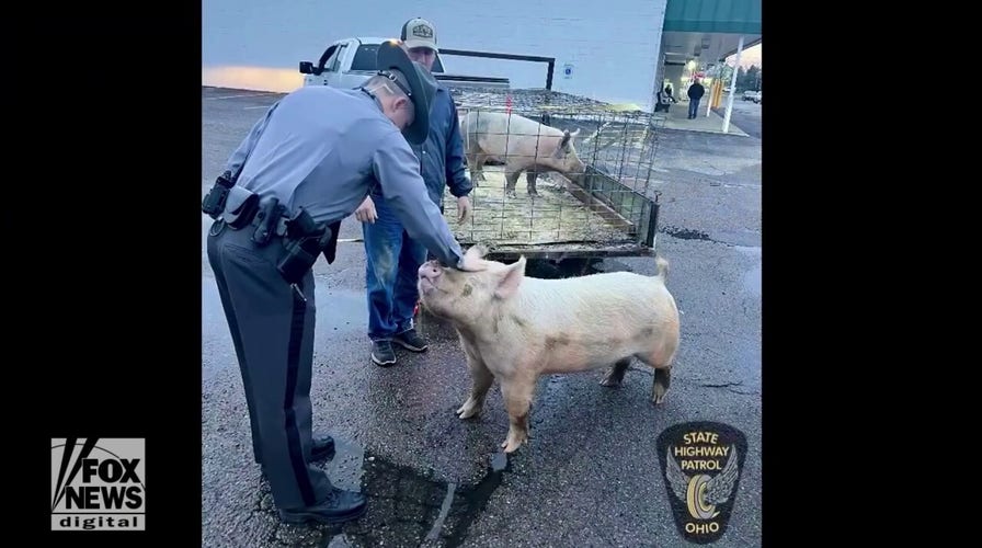 Loose pig goes ‘hog wild’ as Ohio troopers wrangle the animal into custody
