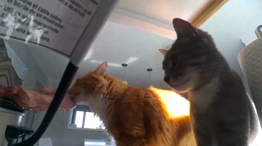 Cat outsmarts room appliance, swipes brisket arsenic 2nd feline joins heist