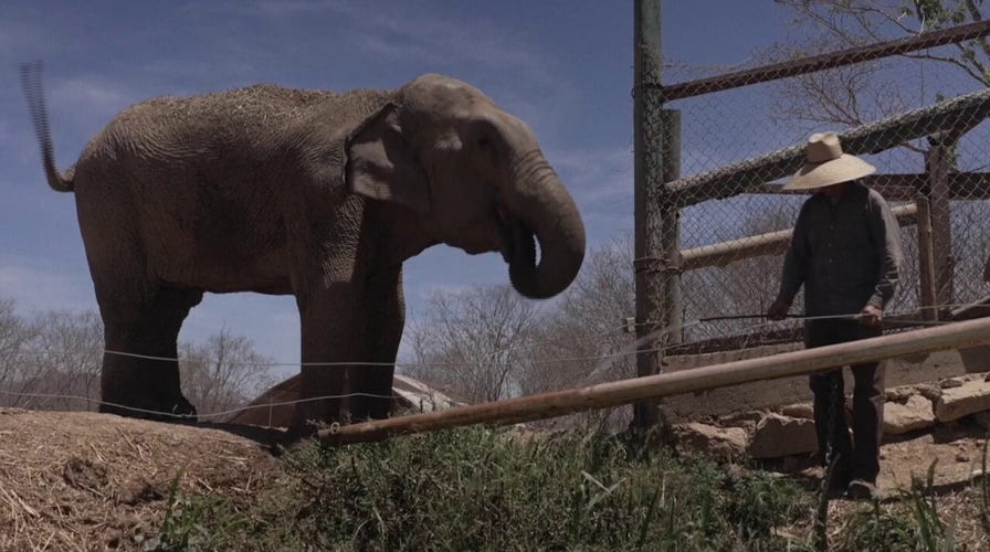 Rescued animals flee Mexico’s cartel chaos as 'sanctuary' crumbles under gunfire