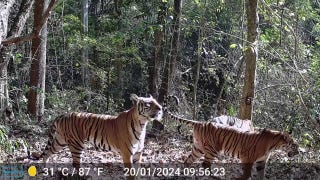 Tiger population in Thailand increases by 250%, says wildlife group - Fox News