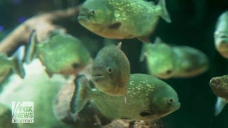 Piranhas make zoo debut after 30-year absence - Fox News