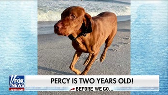Dana Perino celebrates dog Percy’s birthday