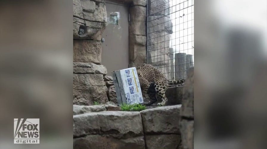 Jaguar struggles to play with cardboard box