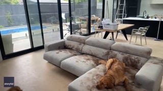 Golden retriever makes a muddy mess on couch after playing outside - Fox News