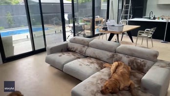 Golden retriever makes a muddy mess on couch after playing outside