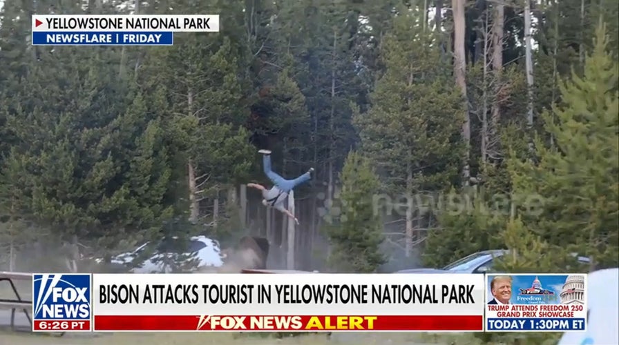 Video shows bison attack at Yellowstone National Park