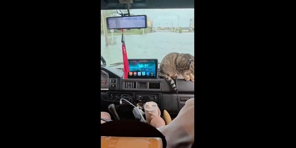 Cat runs shotgun on boat after tropical storm brings rain and flooding