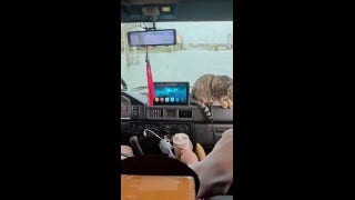 Cat runs shotgun on boat after tropical storm brings rain and flooding