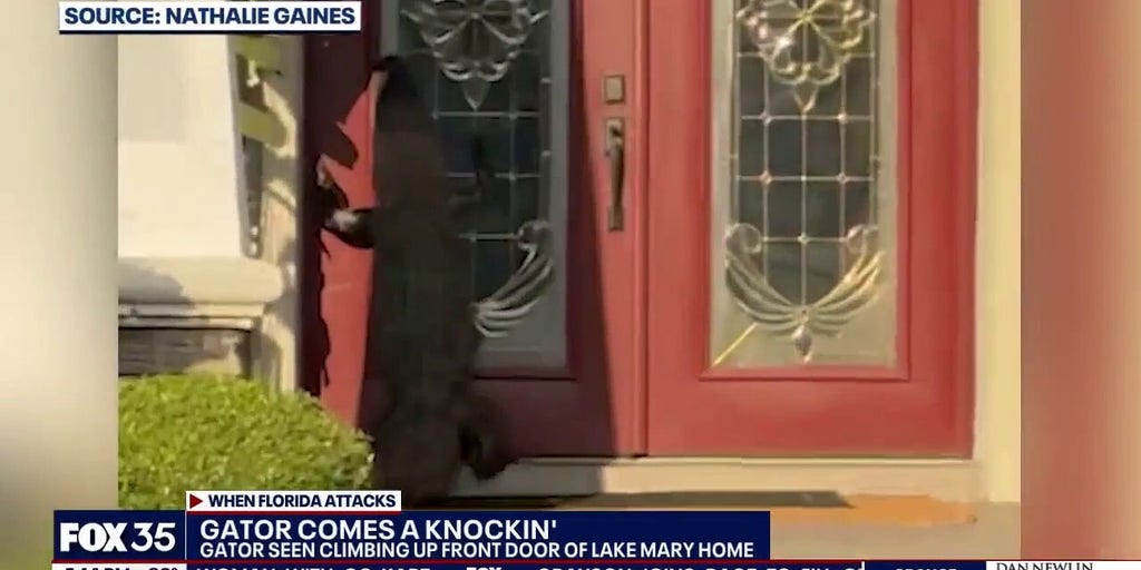 Alligator knocks on door at Florida home