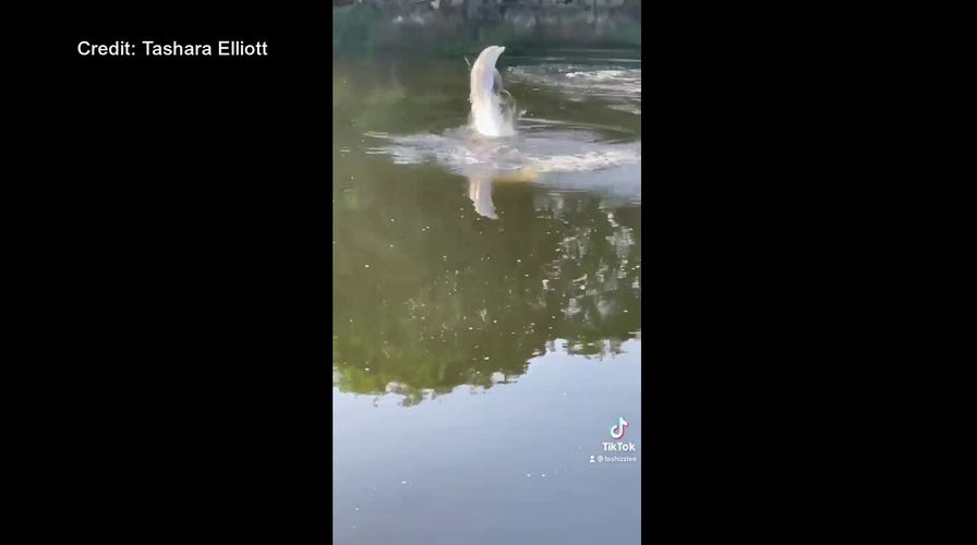 Dolphin captured on video swimming in Connecticut river