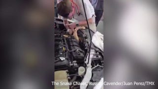 8-foot albino boa constrictor pulled out from under car hood - Fox News