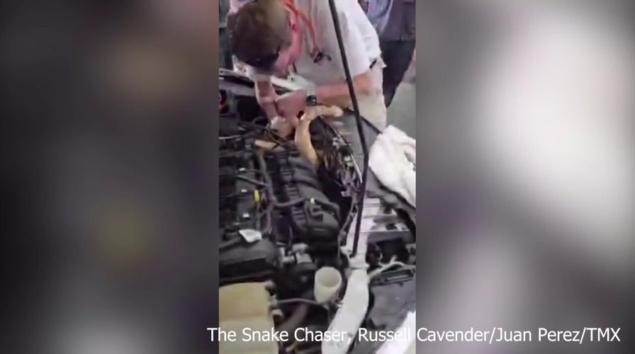 8-foot albino boa constrictor pulled out from under car hood
