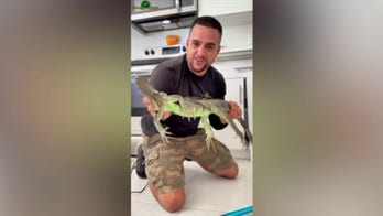 Iguana removed from Miami kitchen cabinet