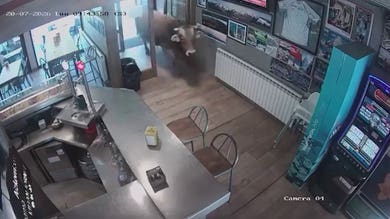 Bull charges into Spanish bar before fearless waiter calmly leads it outside