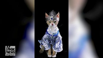 Cat models stunning Chinese-style costumes