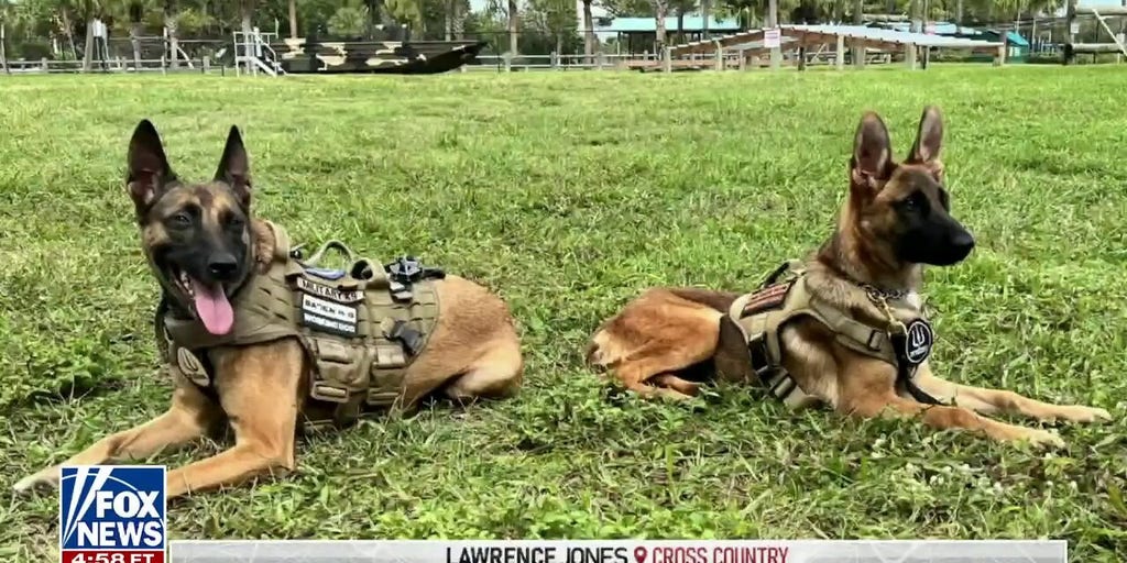 Lawrence Jones gives training update on dog Nala Fox News Video