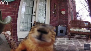 Squirrel knocks down doorbell camera after running across porch - Fox News