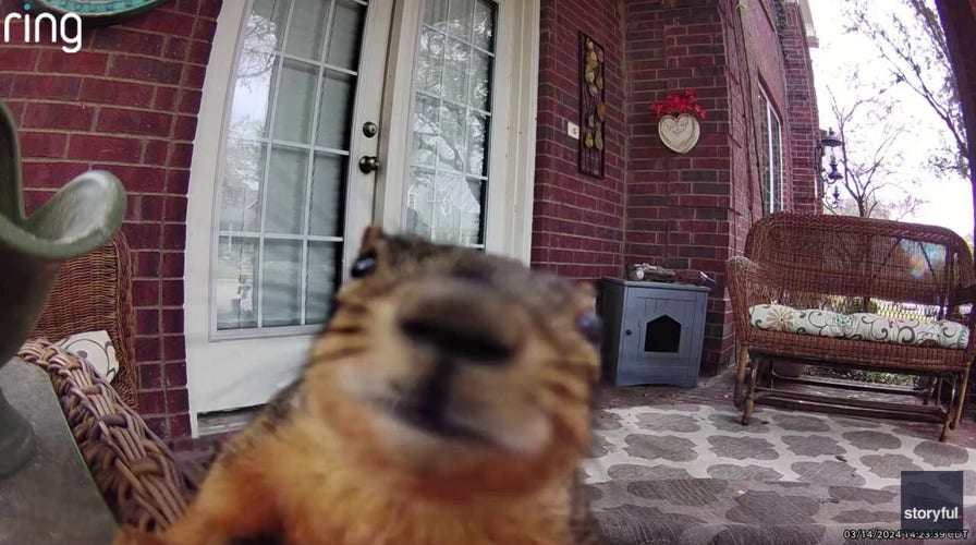 Squirrel knocks down doorbell camera after running across porch