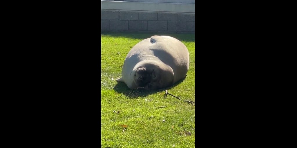 Seal sunbathes near beach in Tasmania | Fox News Video