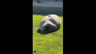 Seal sunbathes near beach in Tasmania - Fox News