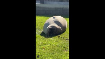 Seal sunbathes near beach in Tasmania