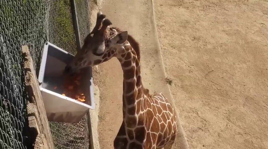 Oakland Zoo giraffe celebrates his fourth birthday