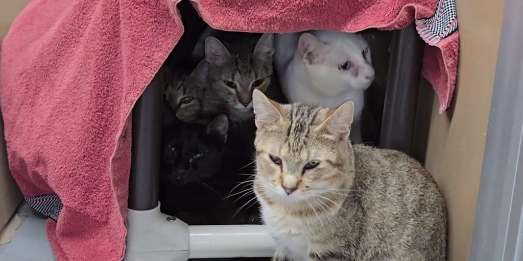 Dozens of cats in Iowa found trapped in hot van