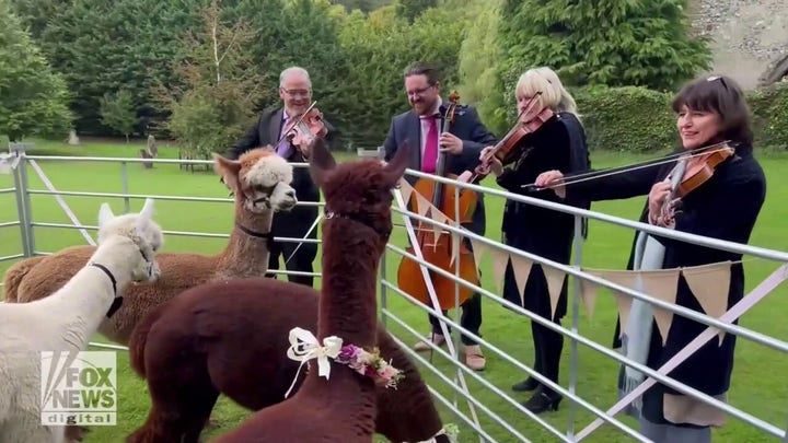 Offered by local farm: Alpaca packages for weddings