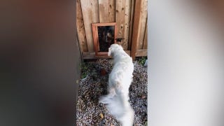Dog owners make secret door in backyard so friendly pups can play  - Fox News