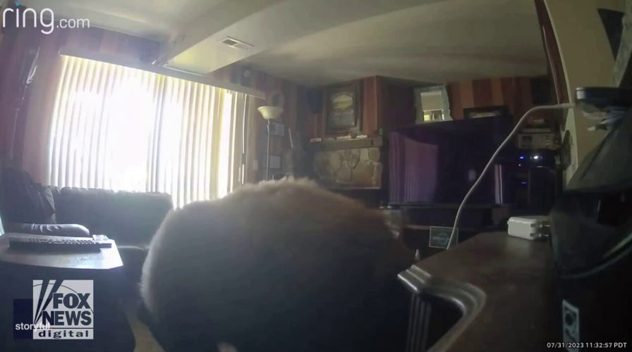 Bear breaks into beach house, eats snacks and takes a snooze