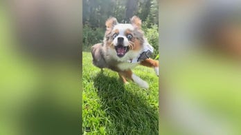 Montana pet owner captures video of 'grass-obsessed' dog's hilarious expressions