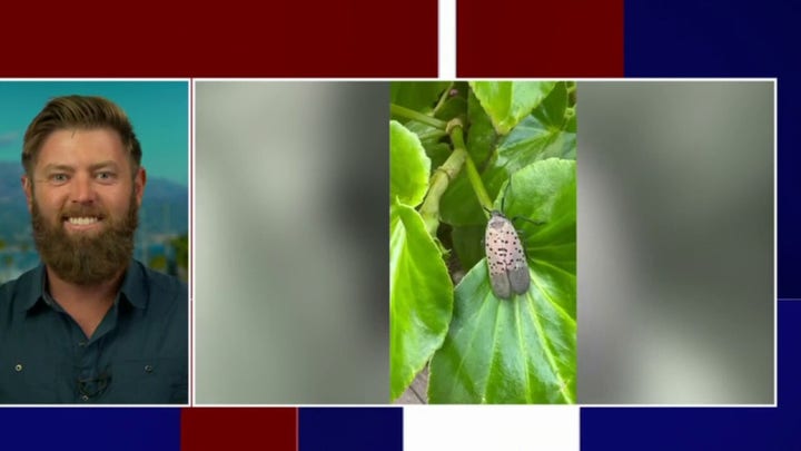 Lanternflies from China causing millions of dollars in harm to US agriculture industry