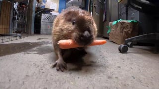 Beaver relishes its birthday gift at the Oregon Zoo in Portland - Fox News
