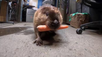 Beaver relishes its birthday gift at the Oregon Zoo in Portland