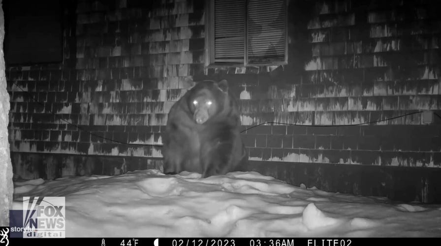 Black bear seen crawling into den on cold winter night
