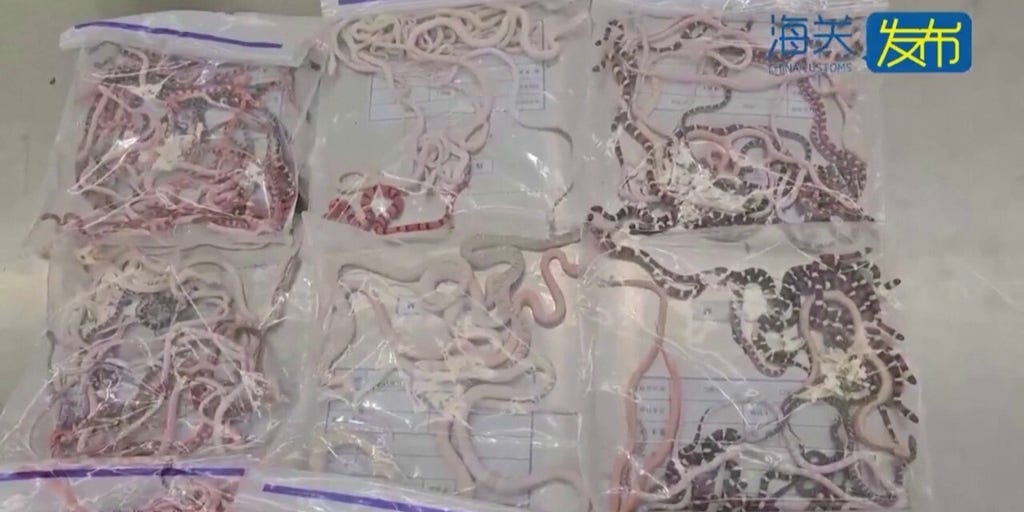 Video shows smuggler attempting to transport 104 live snakes concealed in pants