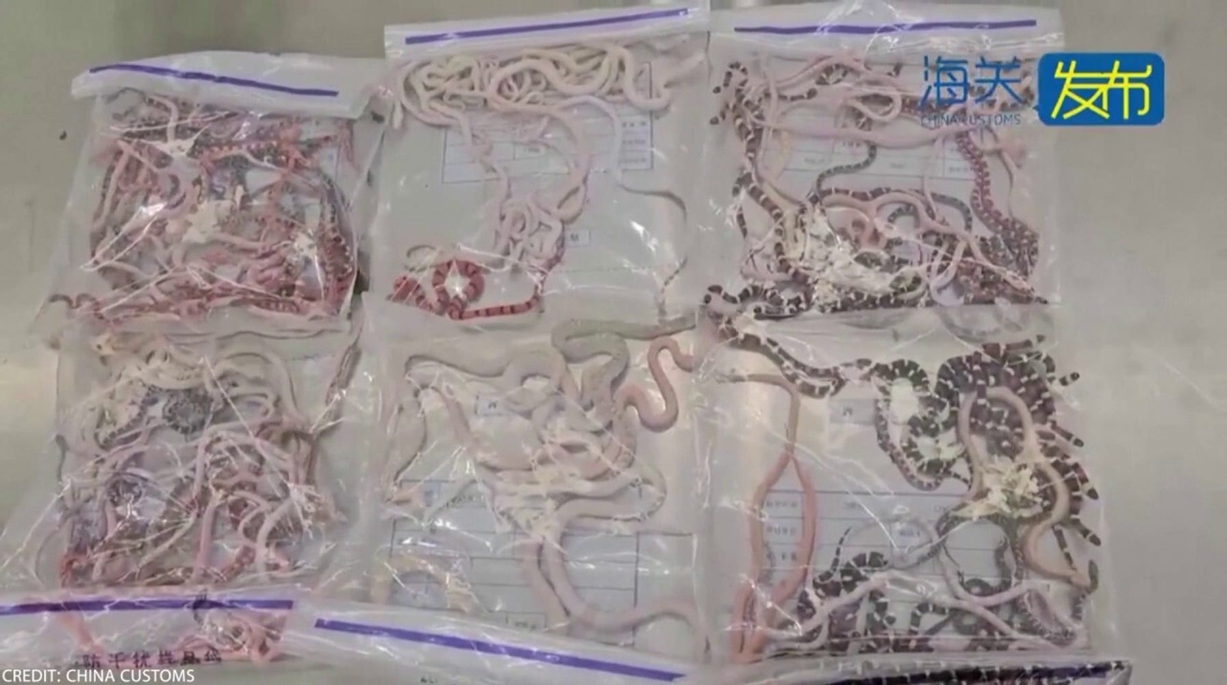 Attempted Snake Smuggling Thwarted in Southern China