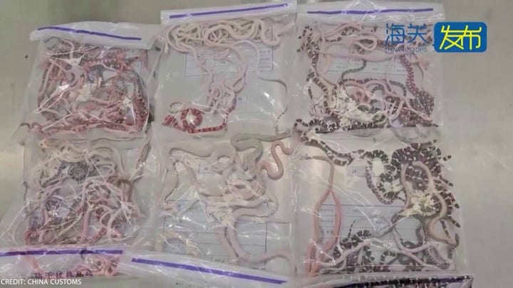 Video shows smuggler attempting to transport 104 live snakes concealed in pants