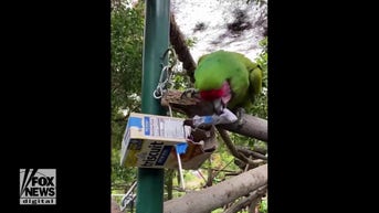 WATCH: Bird searches for treats