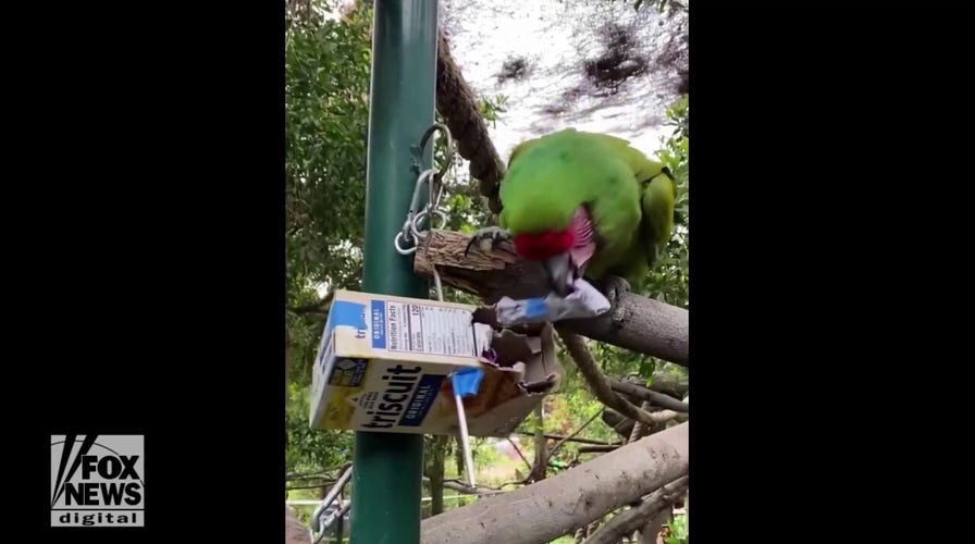 Beautiful bird searches for treats at local zoo