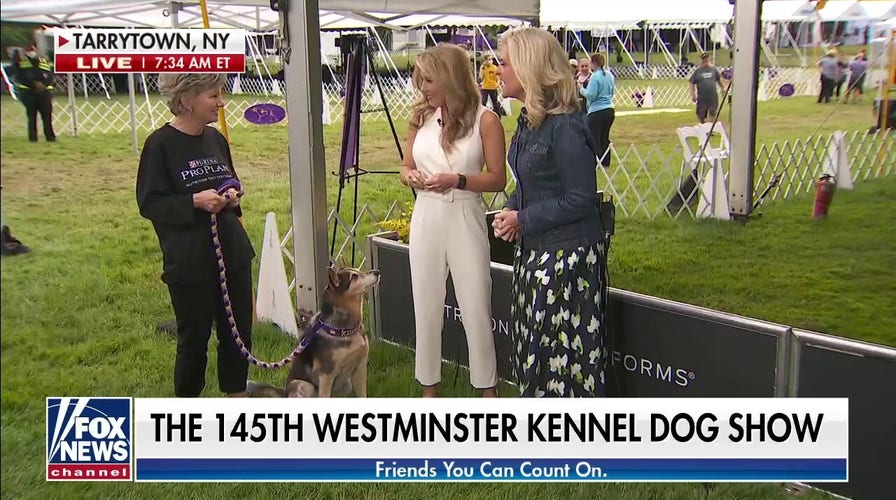 Westminster dog show kicks off in new outdoor location with agility competition 
