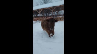 Cows in Vermont cope with extreme snow during winter weather advisory - Fox News