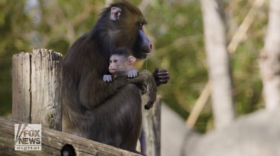 New kid in town! Texas zoo announces birth of new animal