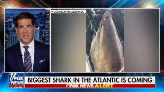 Jesse Watters: This is one big fish!
